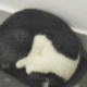 哆啦不能没有A梦